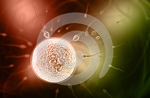 Sperm and ovule