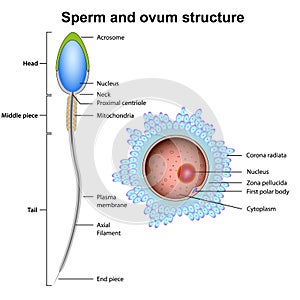 Sperm and ovum anatomy vector illustration isolated on white background