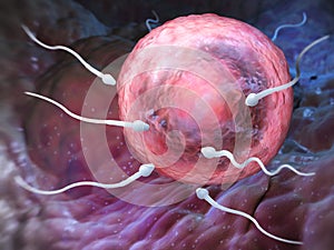 Sperm and Ovum photo