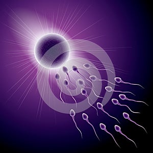 Sperm and ovum combination, many sperm scramble ovum.