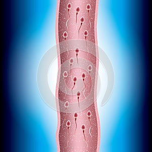 Sperm and ovum combination, many sperm scramble ovum.