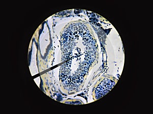 Sperm produced in the male testes testis anatomy physiology