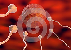 Sperm toward the egg cell inside the uterus in natural fertilization. 3d illustration