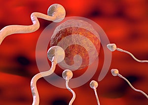 Sperm toward the egg cell inside the uterus in natural fertilization. 3d illustration