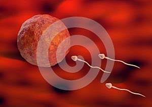 Sperm toward the egg cell inside the uterus in natural fertilization. 3d illustration