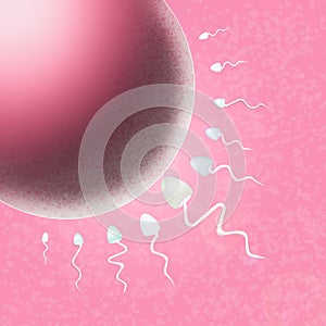 Sperm in the uterus photo
