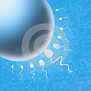 Sperm in the uterus photo