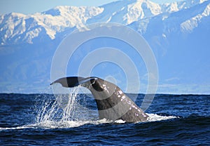 Sperm Whale