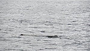 Sperm whale in the atlantic ocean at the acores islands