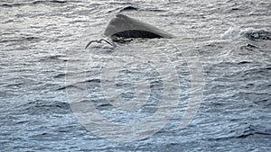 Sperm whale in the atlantic ocean at the acores islands