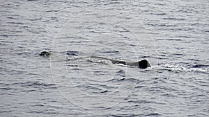 Sperm whale in the atlantic ocean at the acores islands