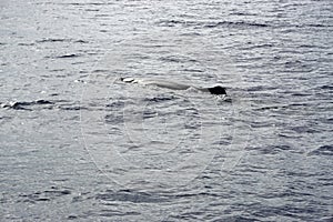 Sperm whale in the atlantic ocean at the acores islands