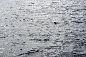 Sperm whale in the atlantic ocean at the acores islands