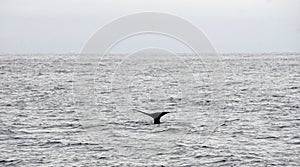 Sperm whale in the atlantic ocean at the acores islands