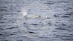 Sperm whale in the atlantic ocean at the acores islands