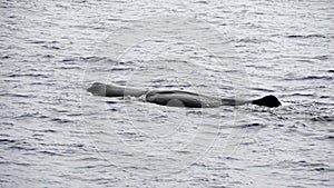 Sperm whale in the atlantic ocean at the acores islands