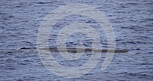 Sperm whale in the atlantic ocean at the acores islands