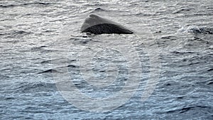 Sperm whale in the atlantic ocean at the acores islands