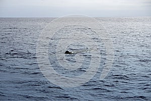 Sperm whale in the atlantic ocean at the acores islands