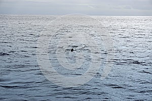 Sperm whale in the atlantic ocean at the acores islands