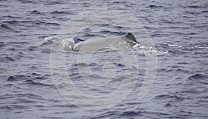 Sperm whale in the atlantic ocean at the acores islands