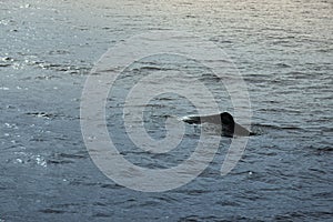 Sperm whale in the atlantic ocean at the acores islands