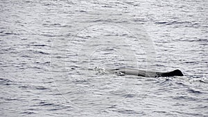 Sperm whale in the atlantic ocean at the acores islands