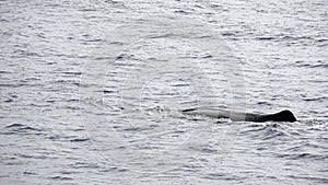 Sperm whale in the atlantic ocean at the acores islands