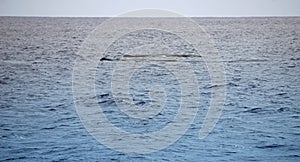 Sperm whale in the atlantic ocean at the acores islands