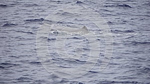 Sperm whale in the atlantic ocean at the acores islands