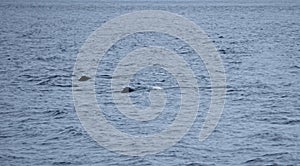 Sperm whale in the atlantic ocean at the acores islands