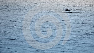 Sperm whale in the atlantic ocean at the acores islands