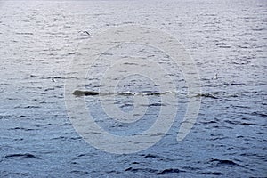 Sperm whale in the atlantic ocean at the acores islands