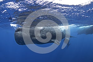 Sperm whale, cachalot, physeter macrocephalus