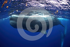 Sperm whale, cachalot, physeter macrocephalus