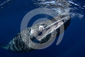 Sperm whale, cachalot, physeter macrocephalus