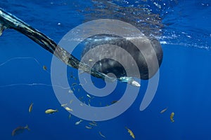 Sperm whale, cachalot, physeter macrocephalus