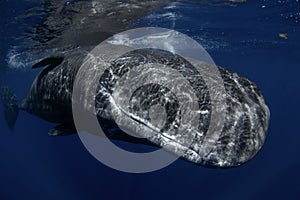 Sperm whale, cachalot, physeter macrocephalus