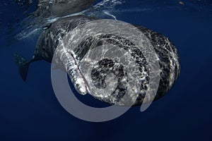 Sperm whale, cachalot, physeter macrocephalus