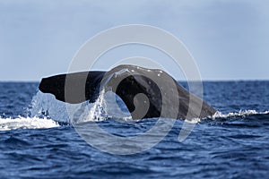 Sperm whale, cachalot, physeter macrocephalus