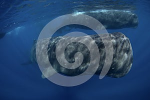 Sperm whale, cachalot, physeter macrocephalus