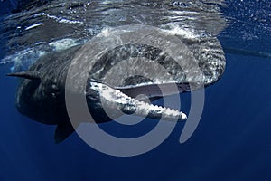 Sperm whale, cachalot, physeter macrocephalus