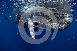 Sperm whale, cachalot, physeter macrocephalus