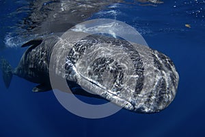 Sperm whale, cachalot, physeter macrocephalus