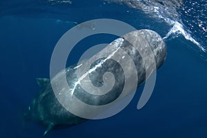 Sperm whale, cachalot, physeter macrocephalus