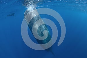 Sperm whale, cachalot, physeter macrocephalus