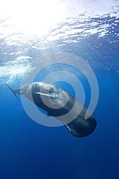 Sperm whale, cachalot, physeter macrocephalus