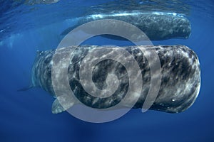 Sperm whale, cachalot, physeter macrocephalus