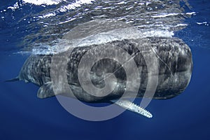 sperm whale, cachalot, physeter macrocephalus