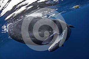 sperm whale, cachalot, physeter macrocephalus